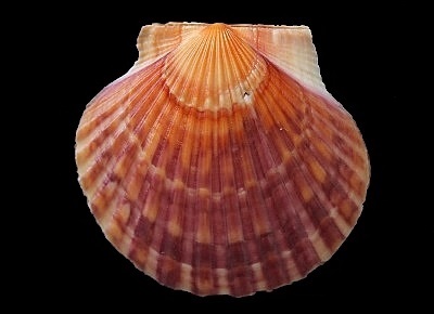 Argopecten irradians irradians